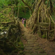 Illustration for article titled This ancient bridge is engineered from living trees